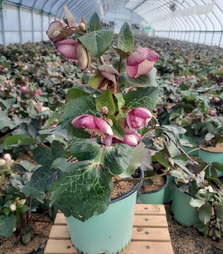 Front view of potted Pennys Pink Lenten rose showing multiple pink blossoms with yellow centers against bronze-green leaves