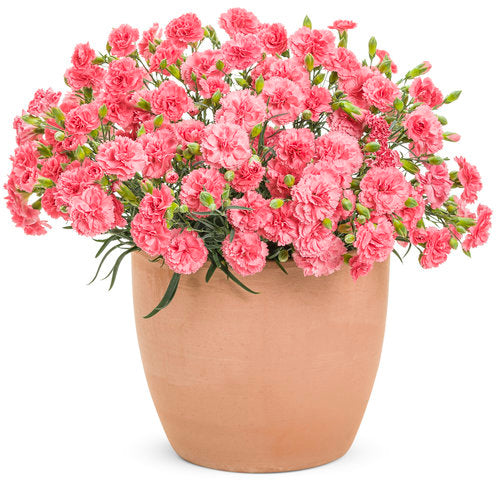 Fruit Punch® Classic Coral Pinks in beige pot with white background