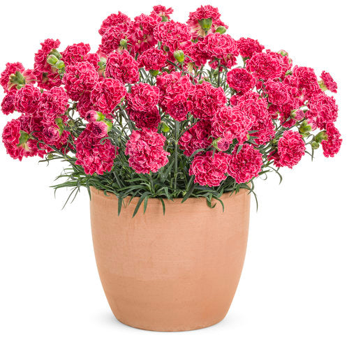 Fruit Punch® Raspberry Ruffles Pink in brown pot