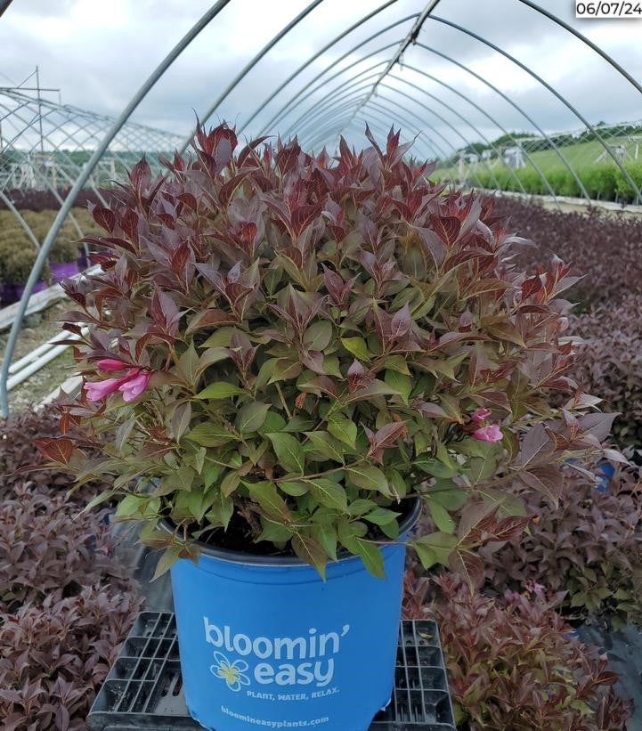 Full plant view of Stunner Weigela in container