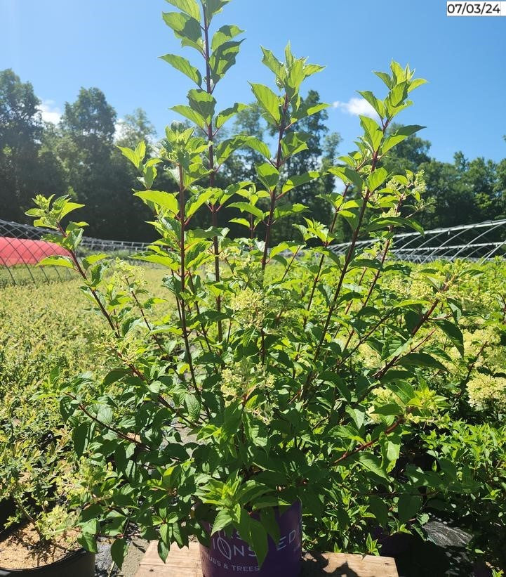 Full shrub view with multiple bloom clusters showing mix of white, pink, and red hues