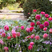 Garden with pink roses and greenery
