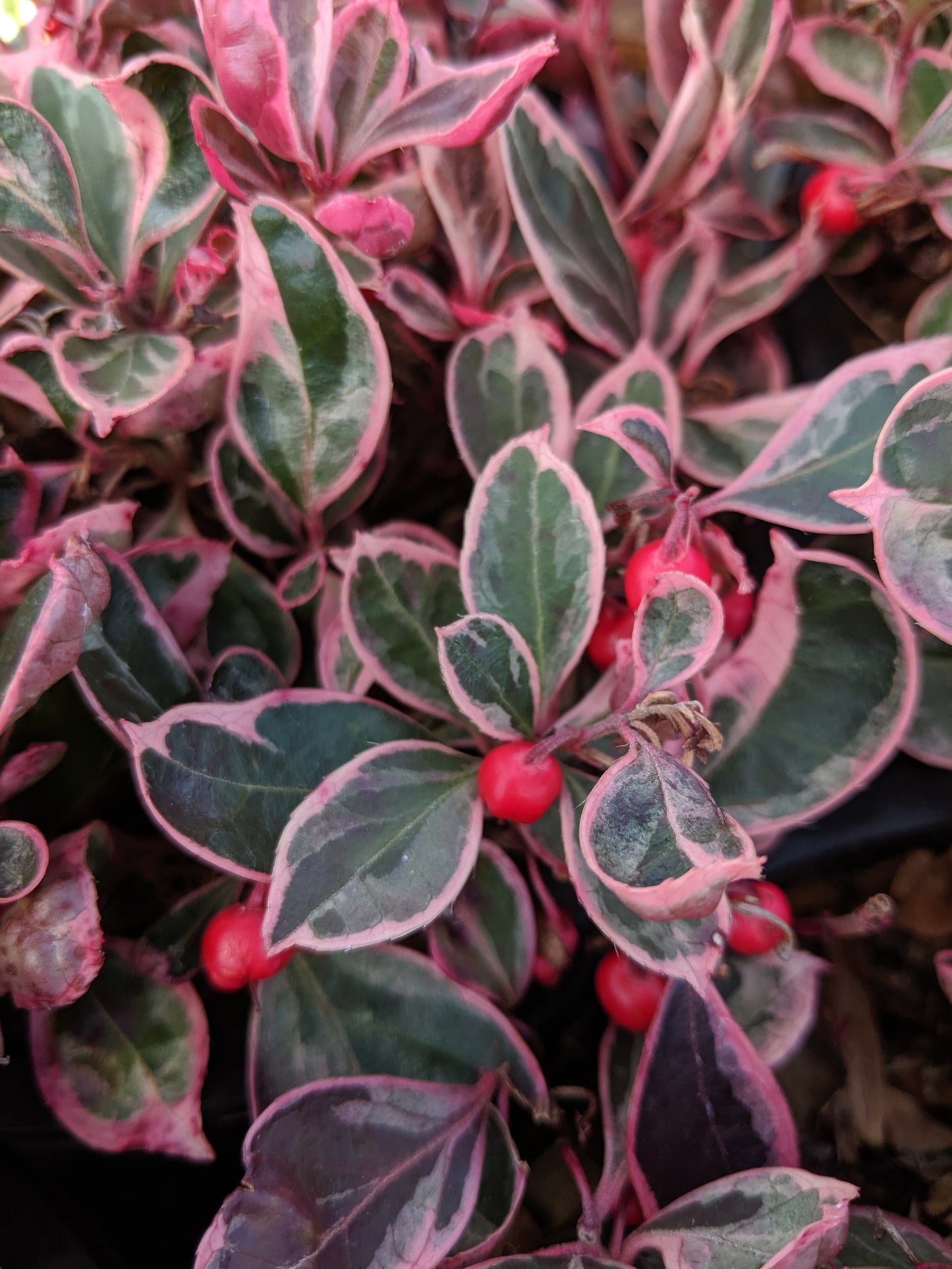 Gaultheria procumbens Winter Splash™