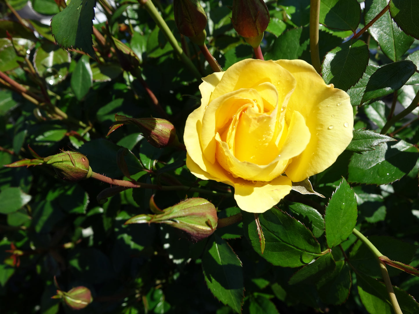Gilded Sun rose blossoms in sunlight against green leaves