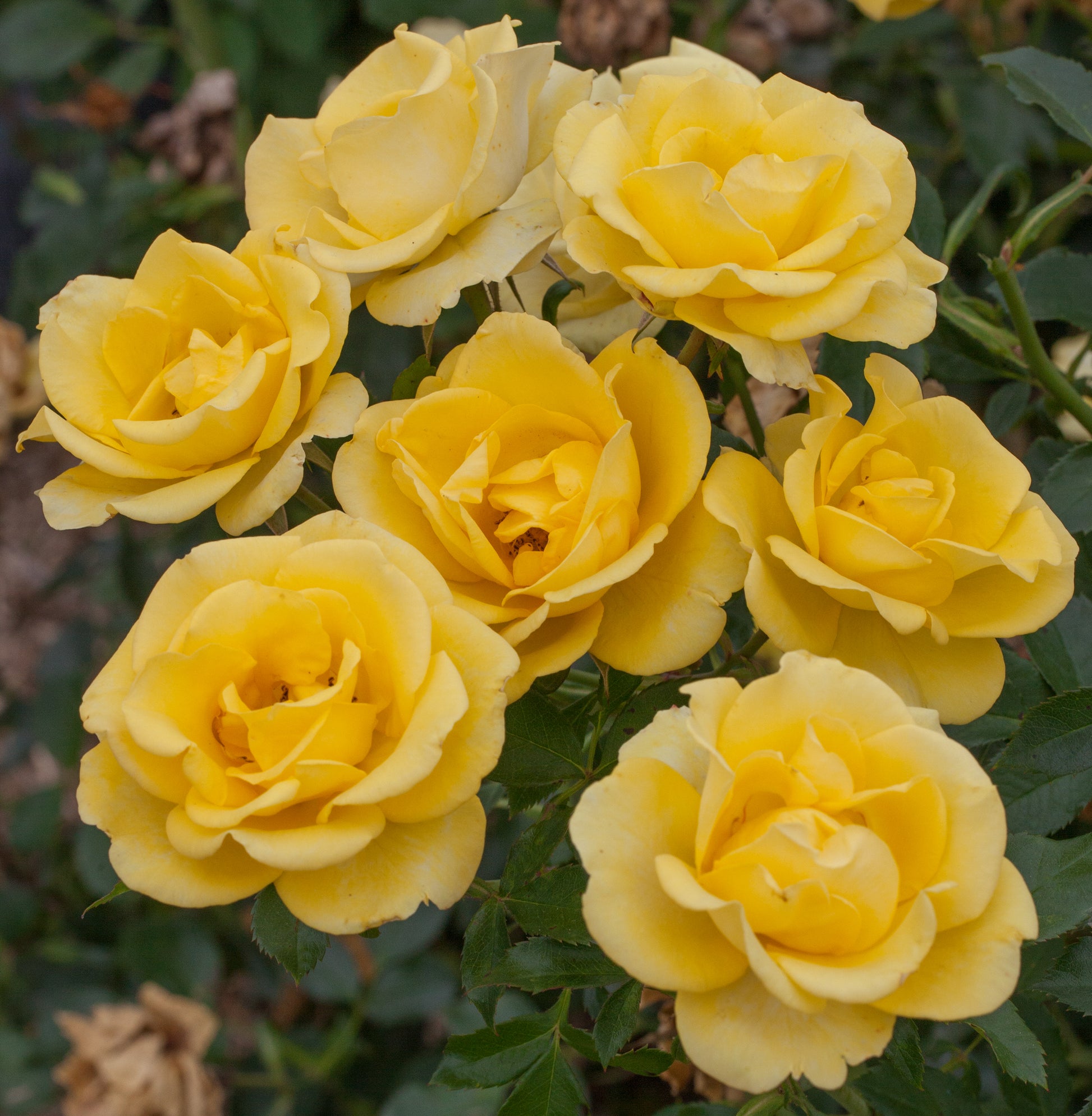 Gilded Sun yellow rose bush with bright golden blooms and glossy green leaves