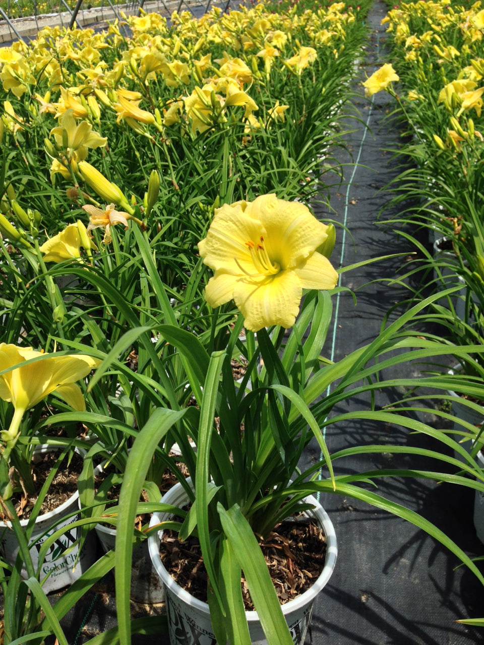 Going Bananas Daylily in pot