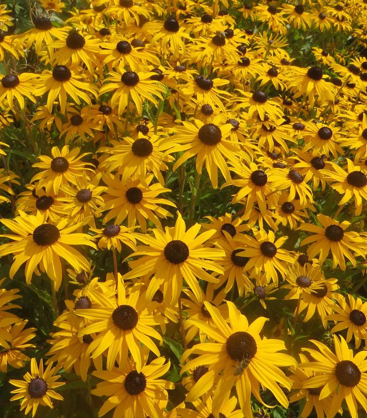 Goldblitz Black Eyed Susan covered in blooms