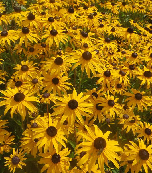 Goldblitz Black Eyed Susan covered in blooms