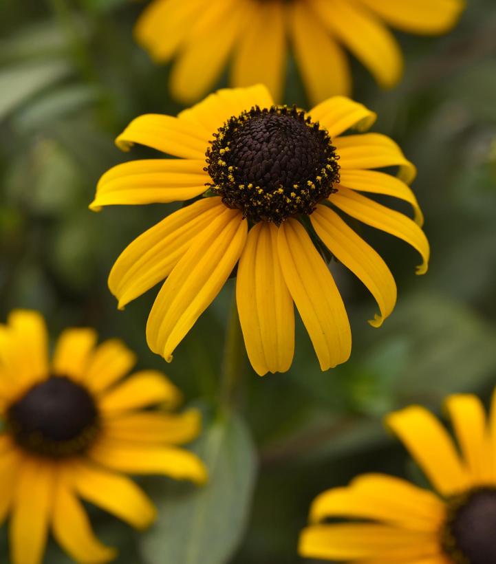 Goldblitz Black Eyed Susan flower close up