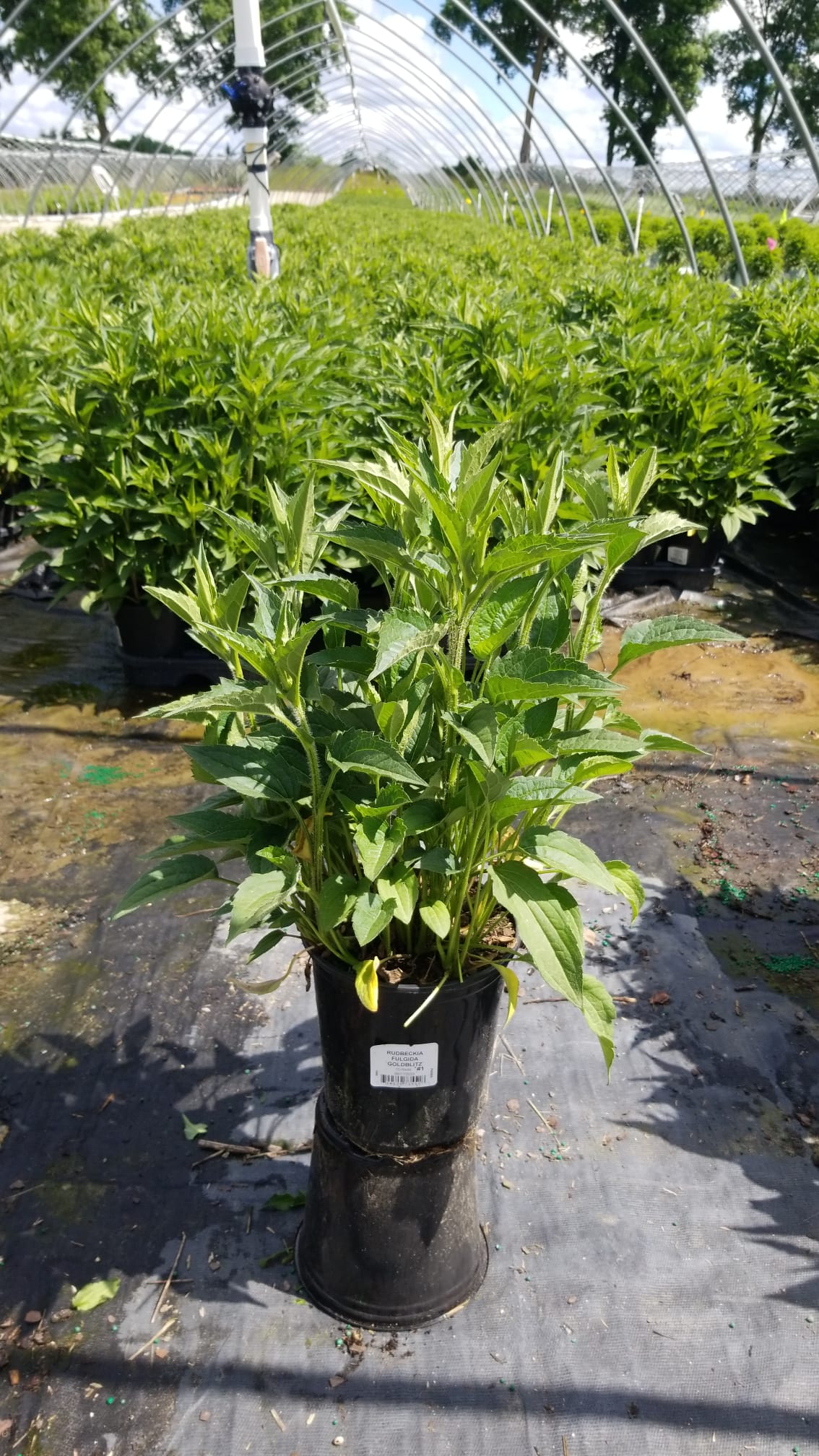 Goldblitz Black Eyed Susan in gardening pot