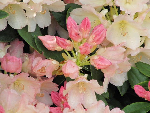 Golden Torch Rhododendron flower close up
