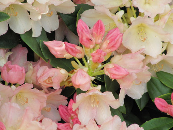 Golden Torch Rhododendron – Green Promise Farms