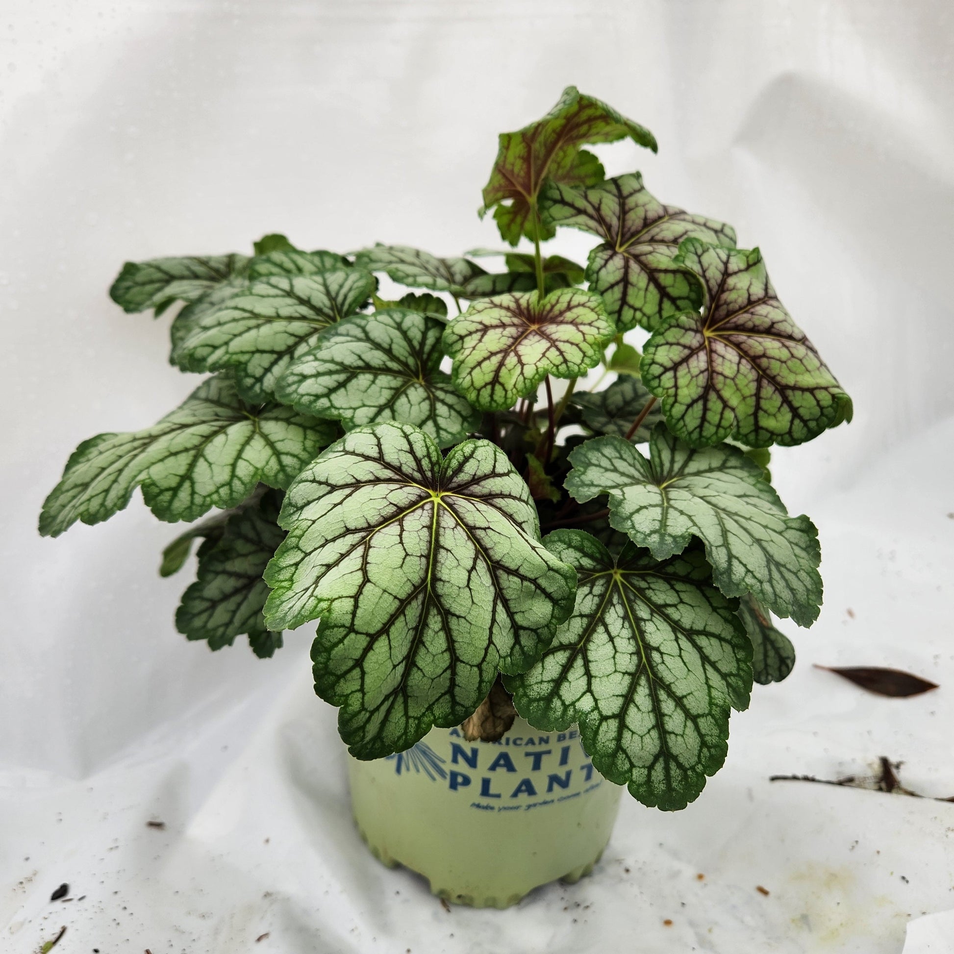 Green Spice Coral Bells in branded pot