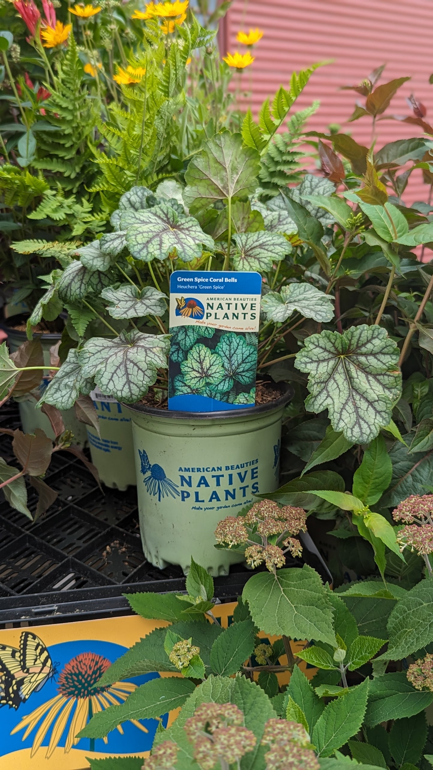 Green Spice Coral Bells in branded pot with plant tag in the garden