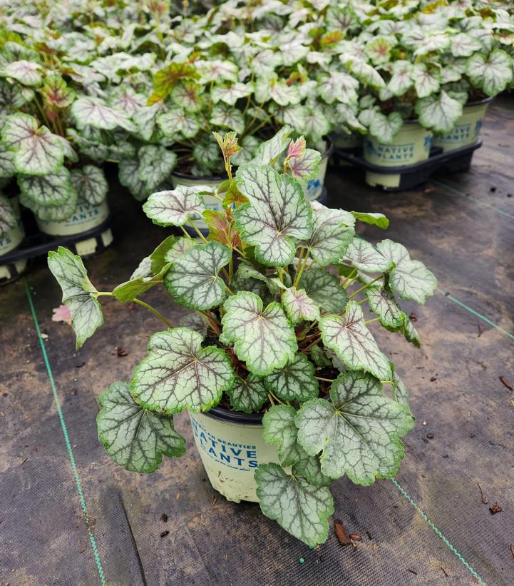 Green Spice Coral Bells variegated foliage 