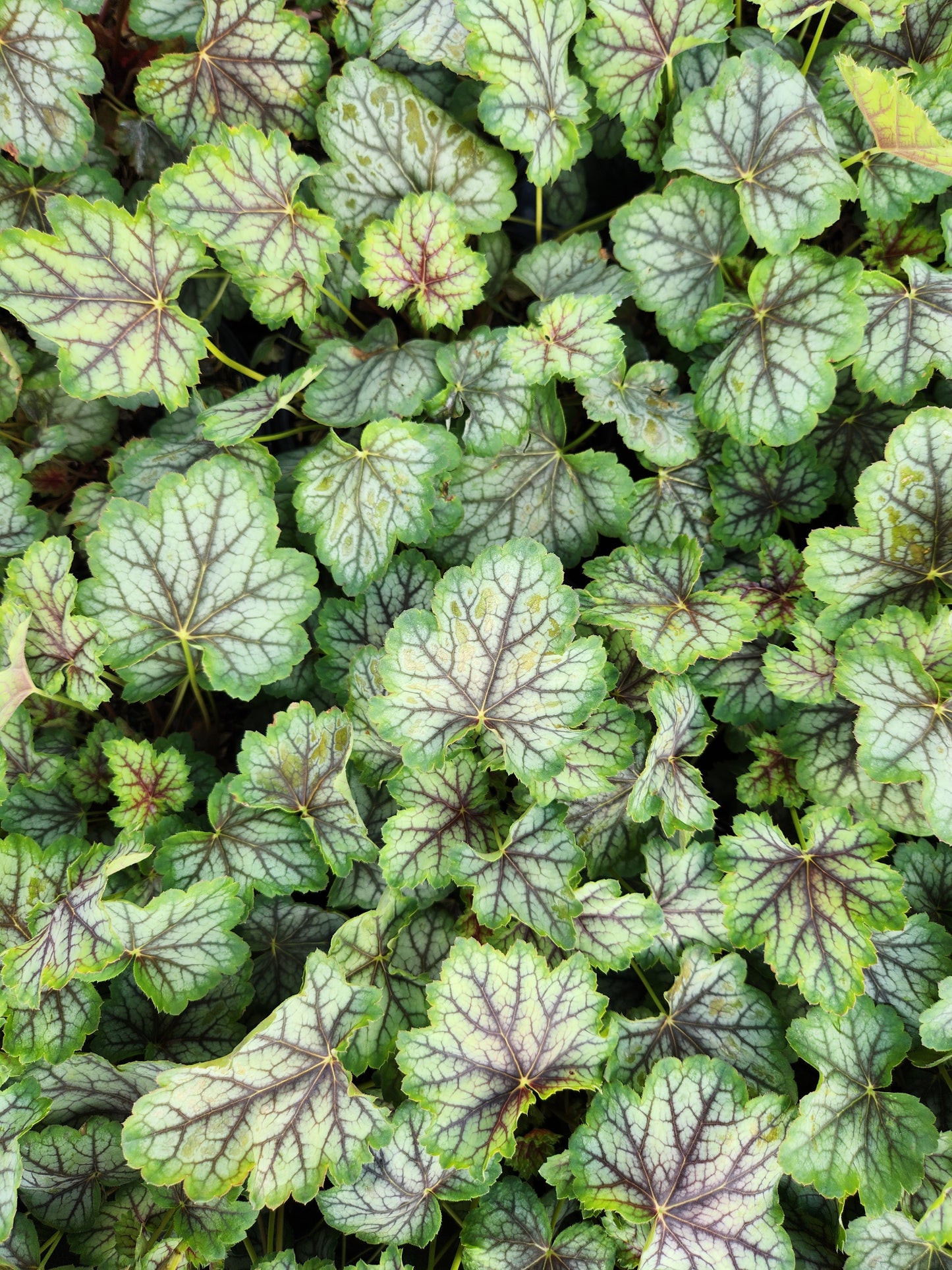 Green Spice Coral Bells variegated leaves as ground cover
