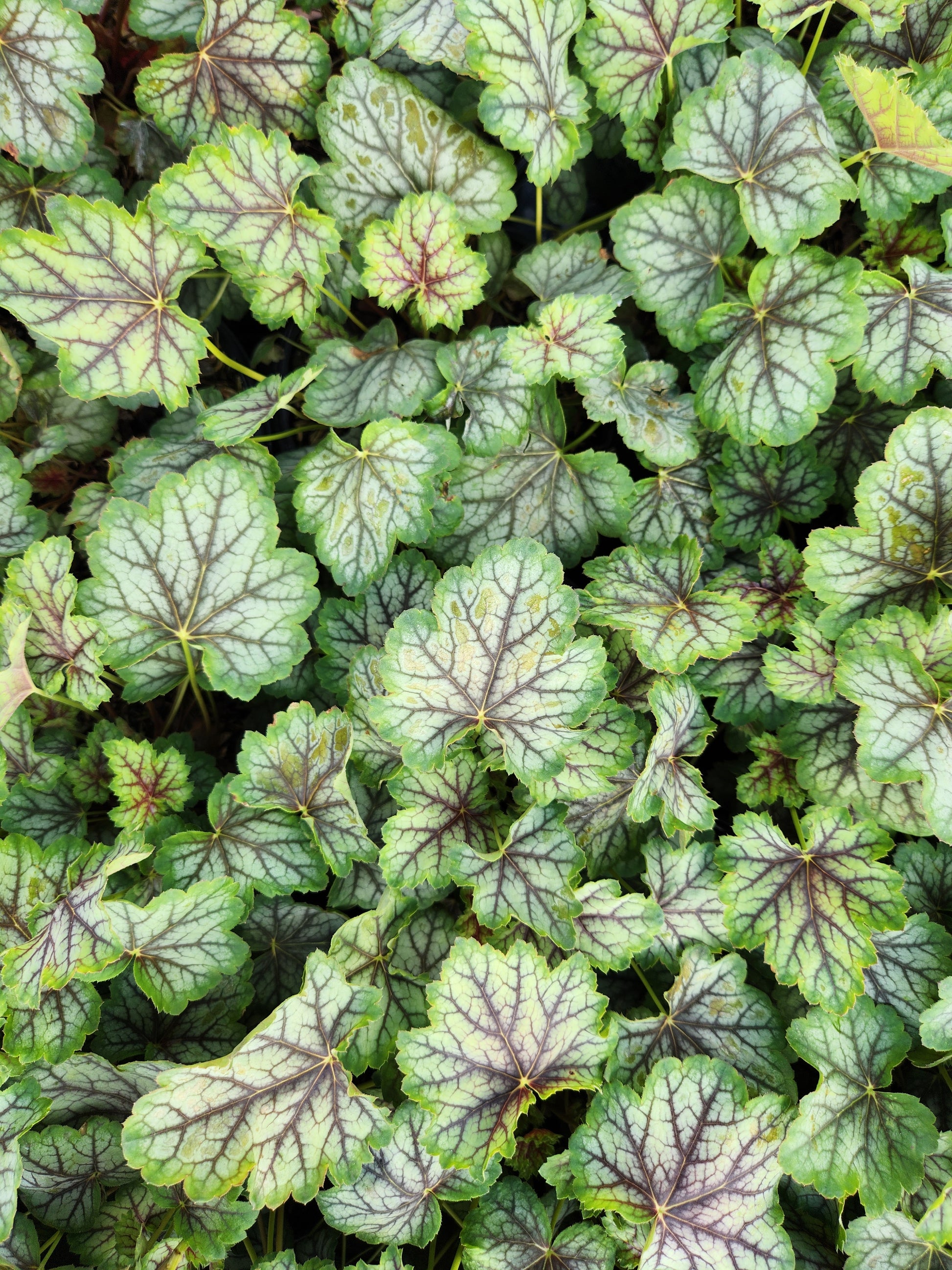 Green Spice Coral Bells variegated leaves as ground cover