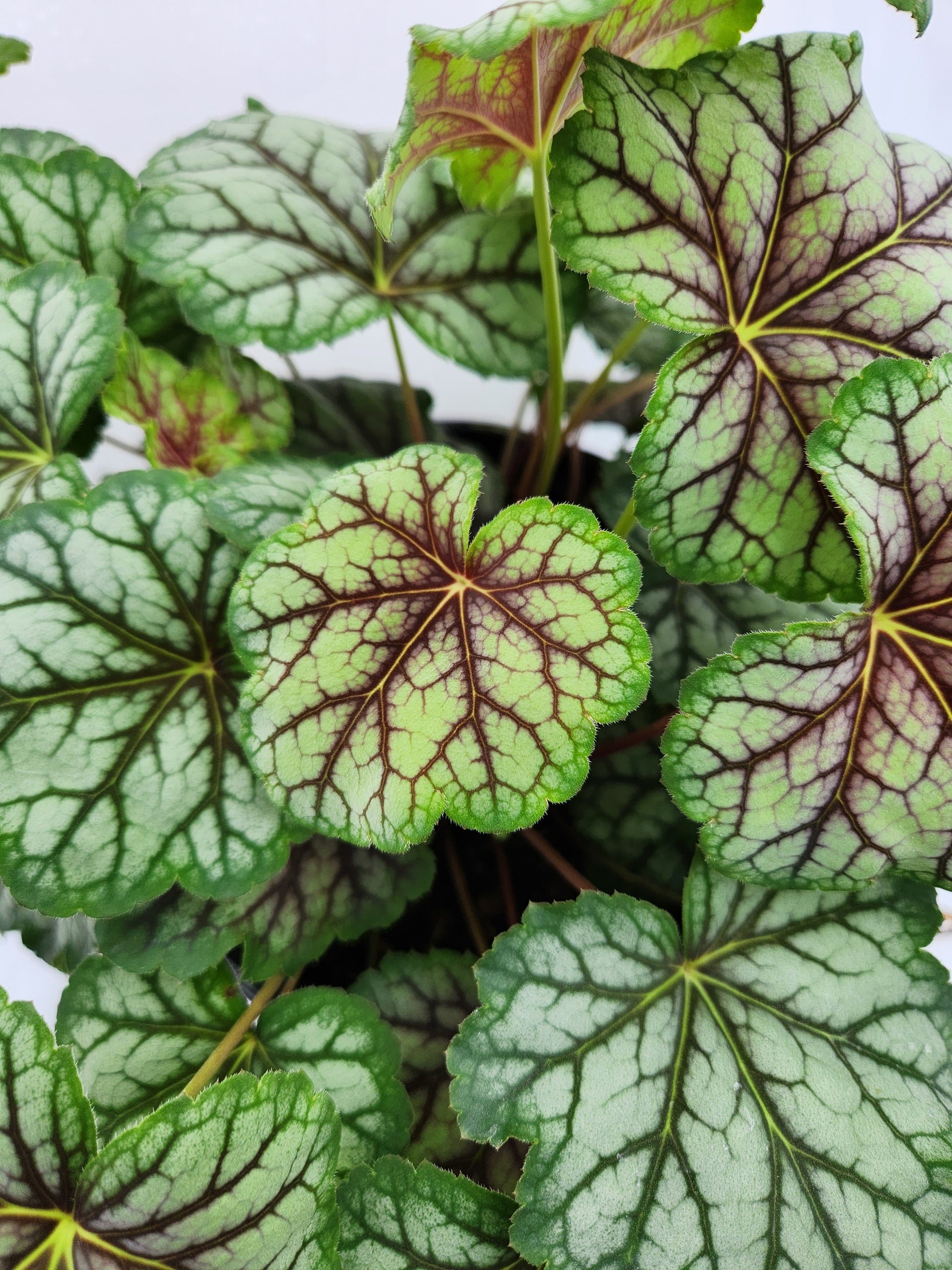 Green Spice Coral Bells variegated leaves close up