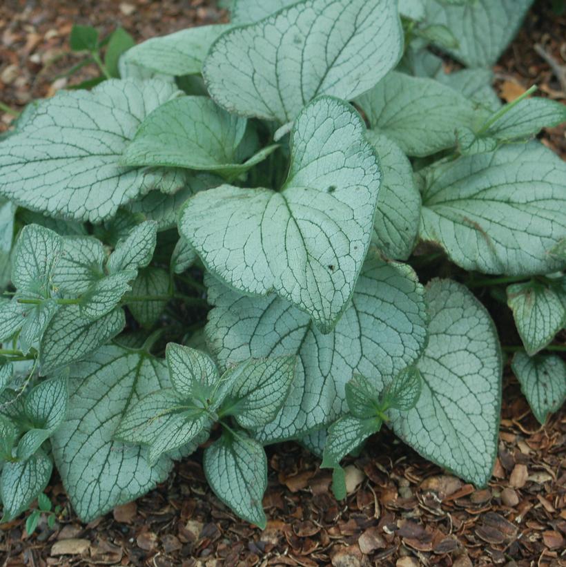 Green and white foliage with pink and blue flowers on a plant, likely ready for gardening.