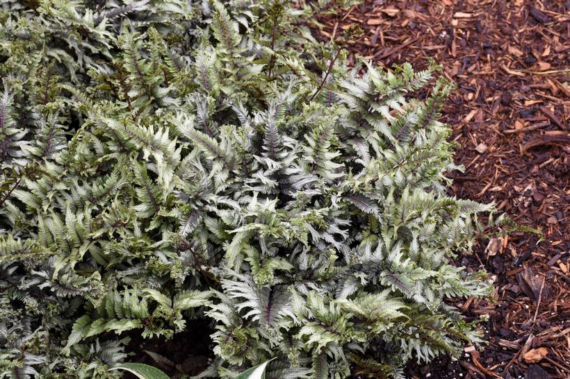 Green fern plant with brown mulch in the background
