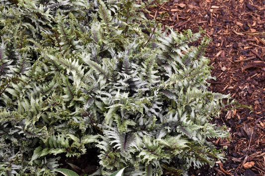 Green fern plant with brown mulch in the background