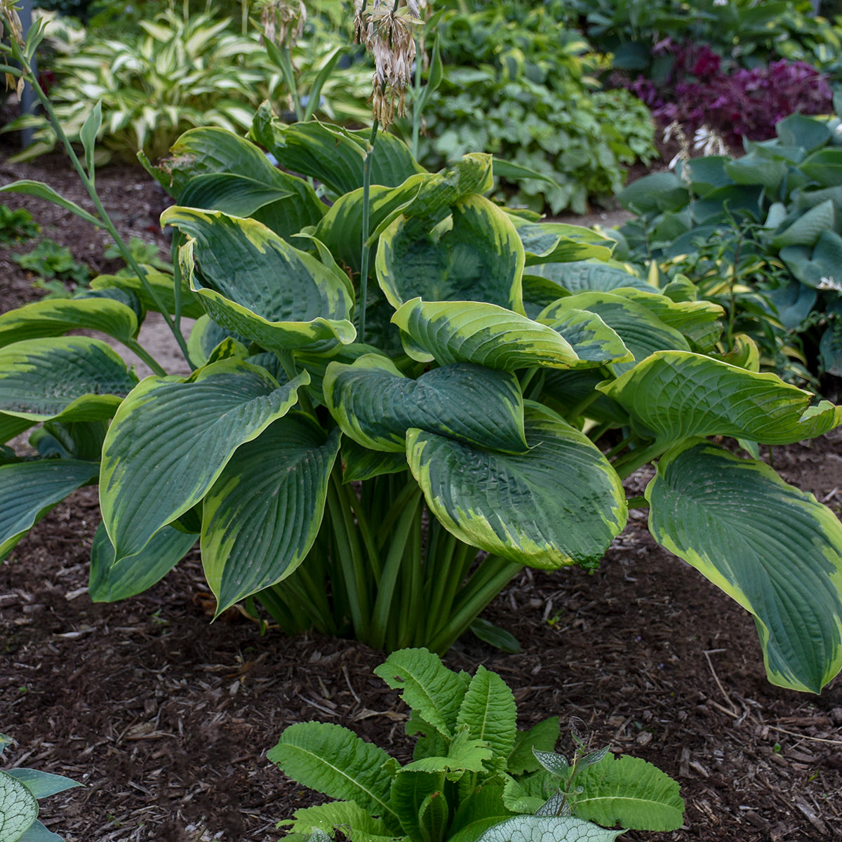 Green leafy plant in a garden setting with mulched soil and other plants in the background.