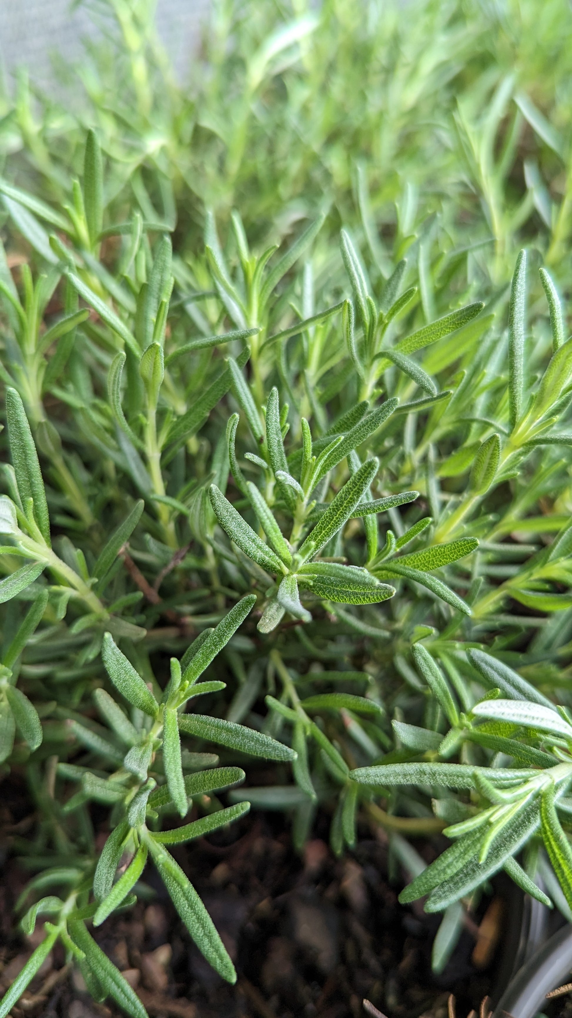 Green rosemary foliage with a strongly upright form, indicating a healthy and well-cared-for plant.