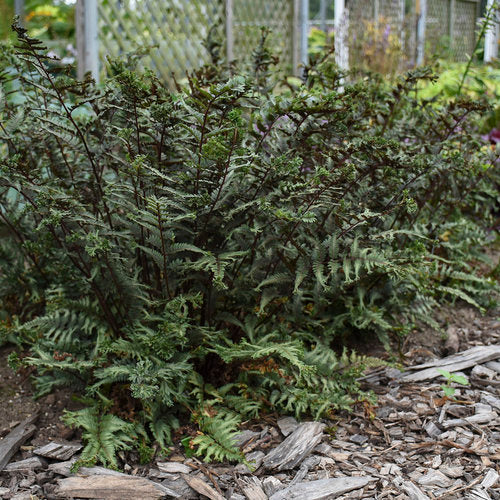 Green shrub in a garden setting with mulch and wooden planks.
