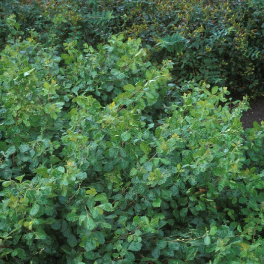 Gro-Low Fragrant Sumac plant close-up showing green leaves and spreading habit