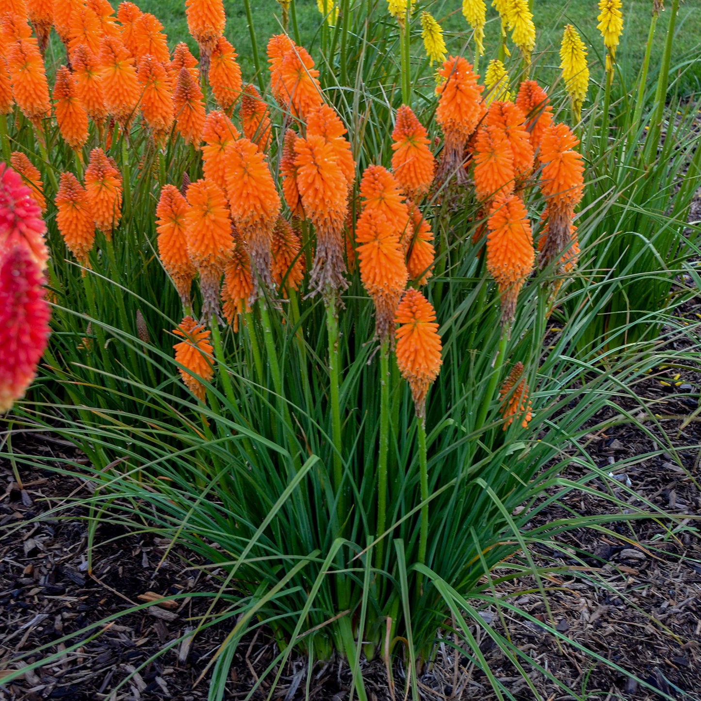 Group of orange flowers with green leaves in a garden setting