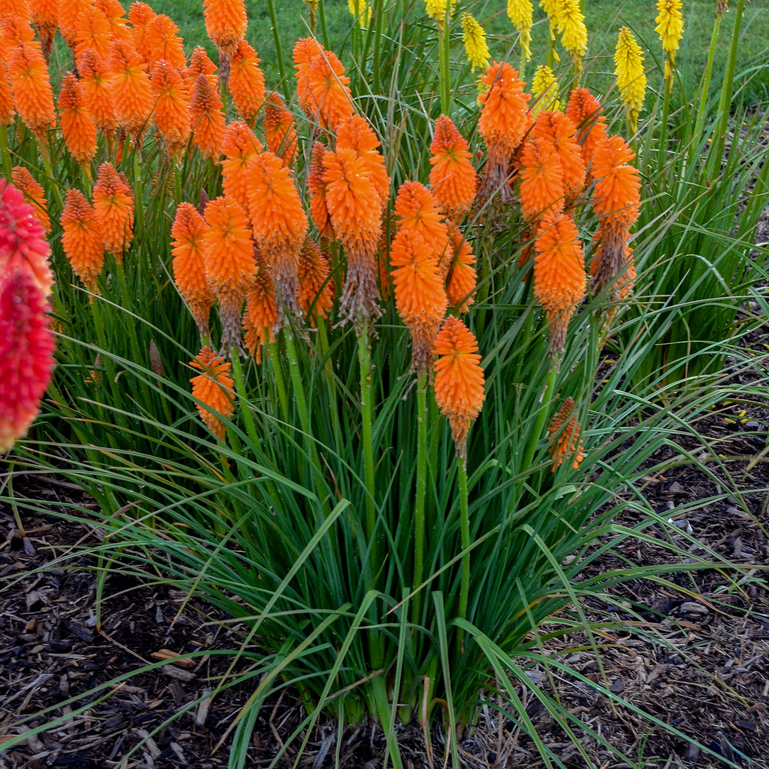 Group of orange flowers with green leaves in a garden setting