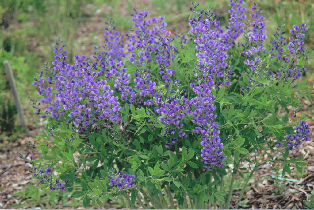 Group of purple flowers with green leaves on a natural background