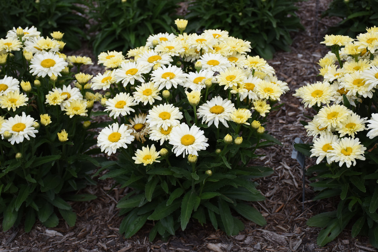 Group of white and yellow flowers with green leaves on a natural background