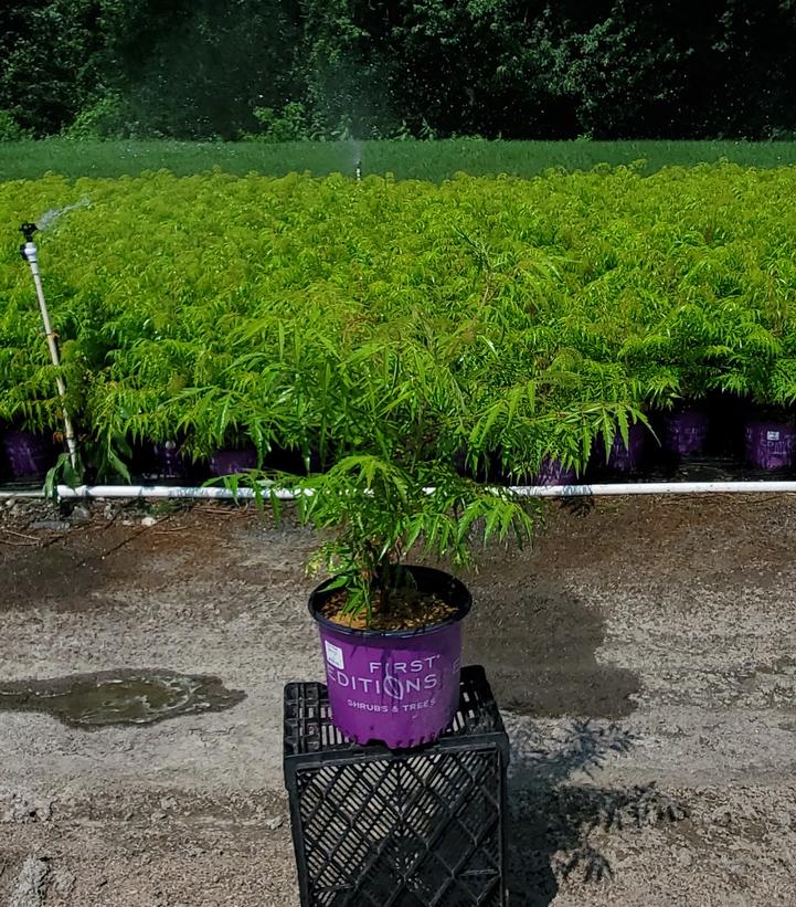 Growth habit of Tiger Eyes® Sumac in landscape setting with bright, lacy leaves