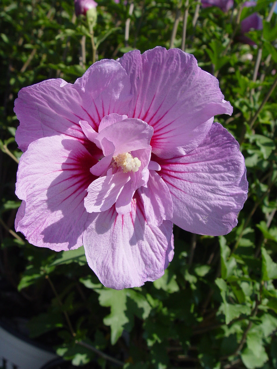 Lavender Chiffon® Rose of Sharon