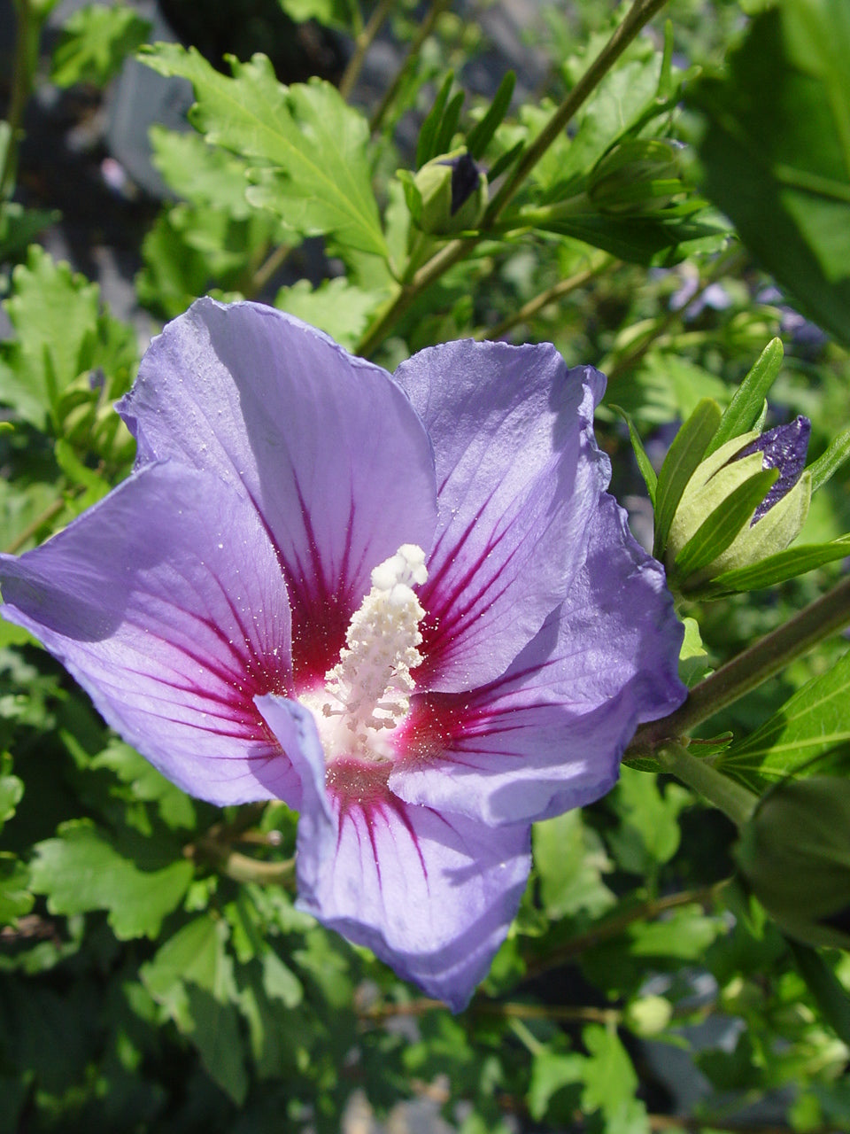 Lavender Chiffon® Rose of Sharon