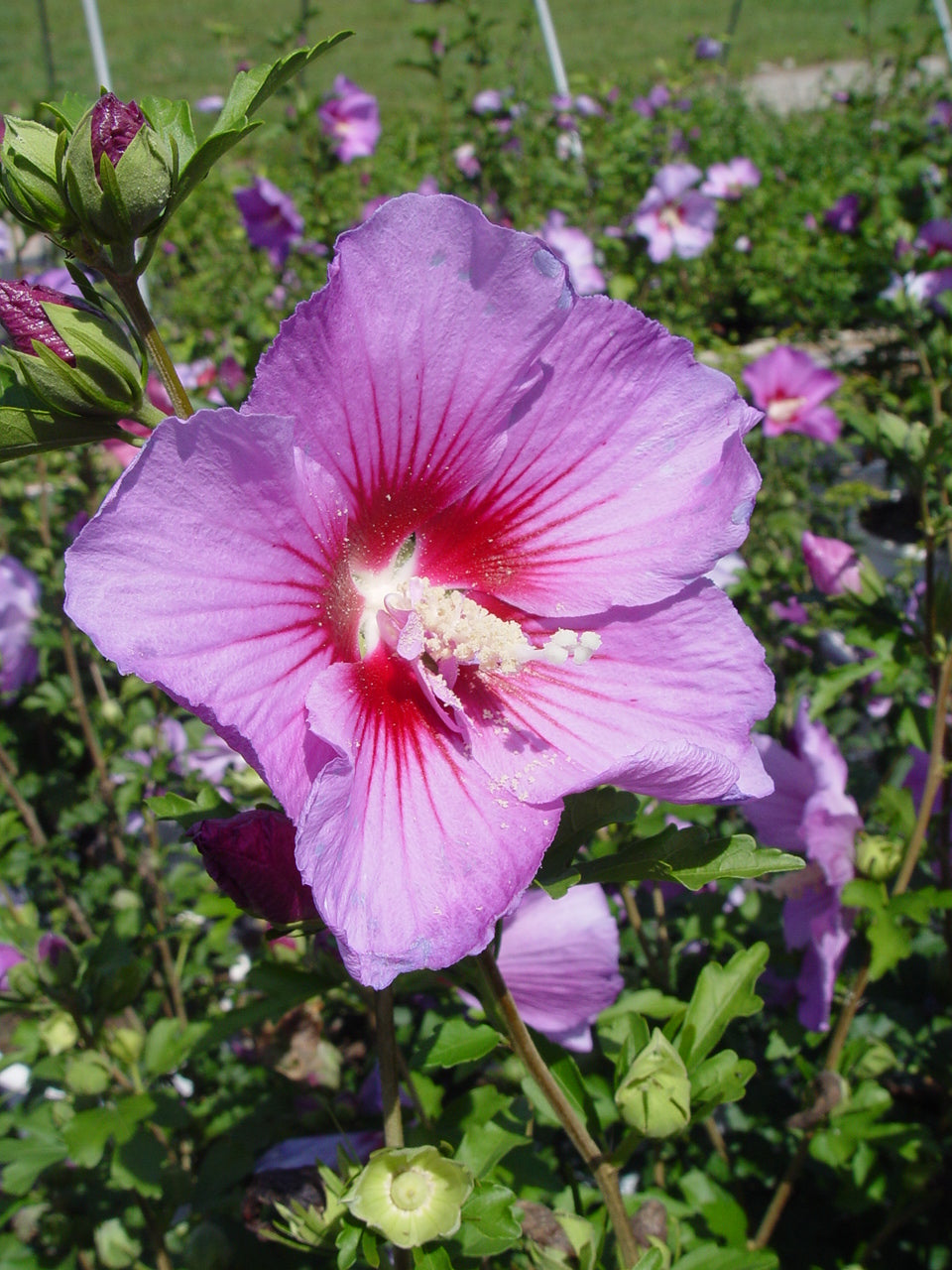 Violet Satin® Rose of Sharon