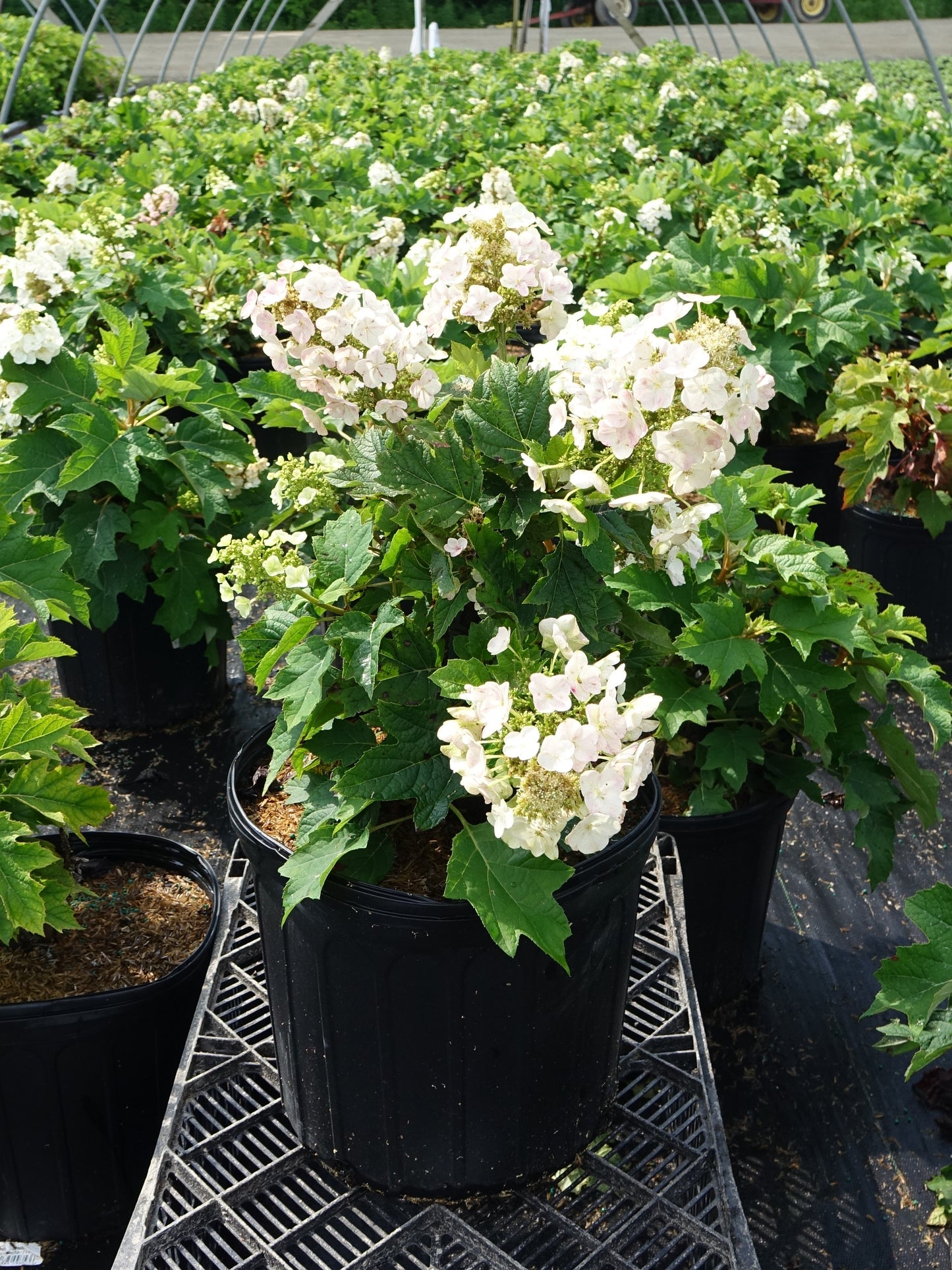 Munchkin Oakleaf Hydrangea