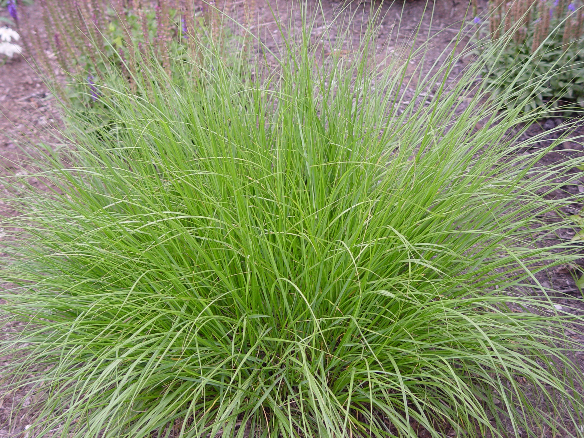 Hameln dwarf fountain grass foliage
