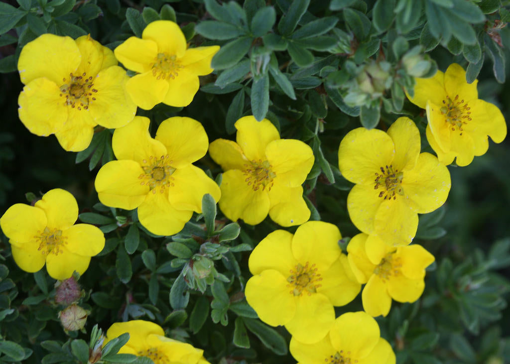 Happy Face® Cinquefoil flower close up