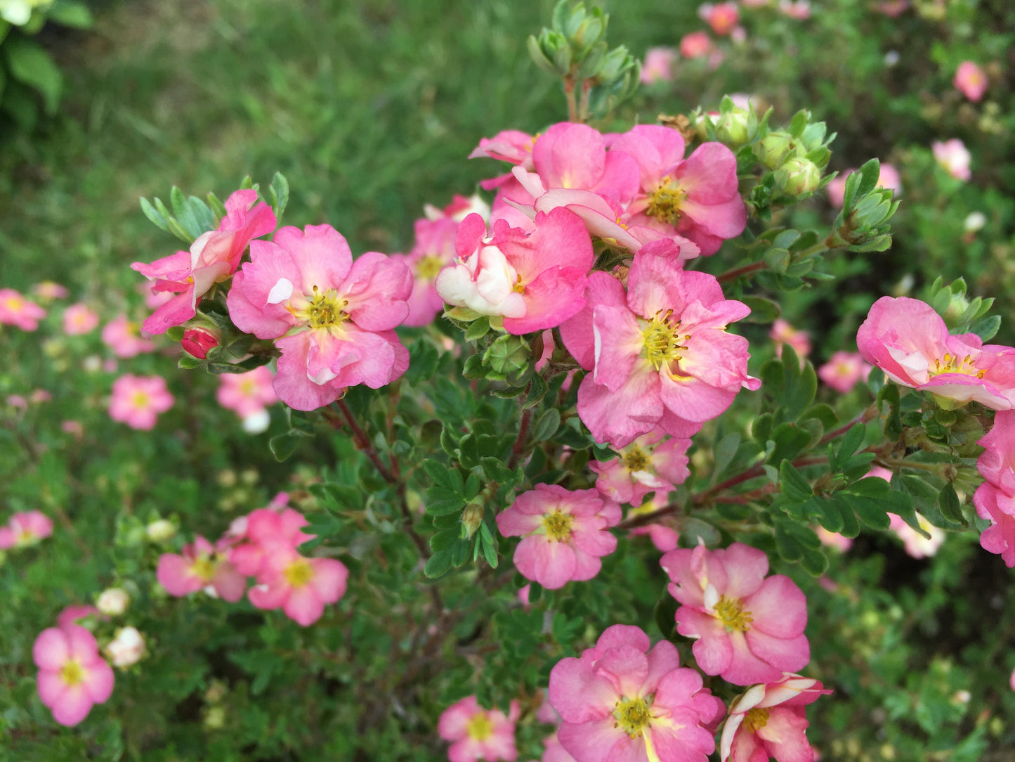 Happy Face Hearts® Potentilla flower close up