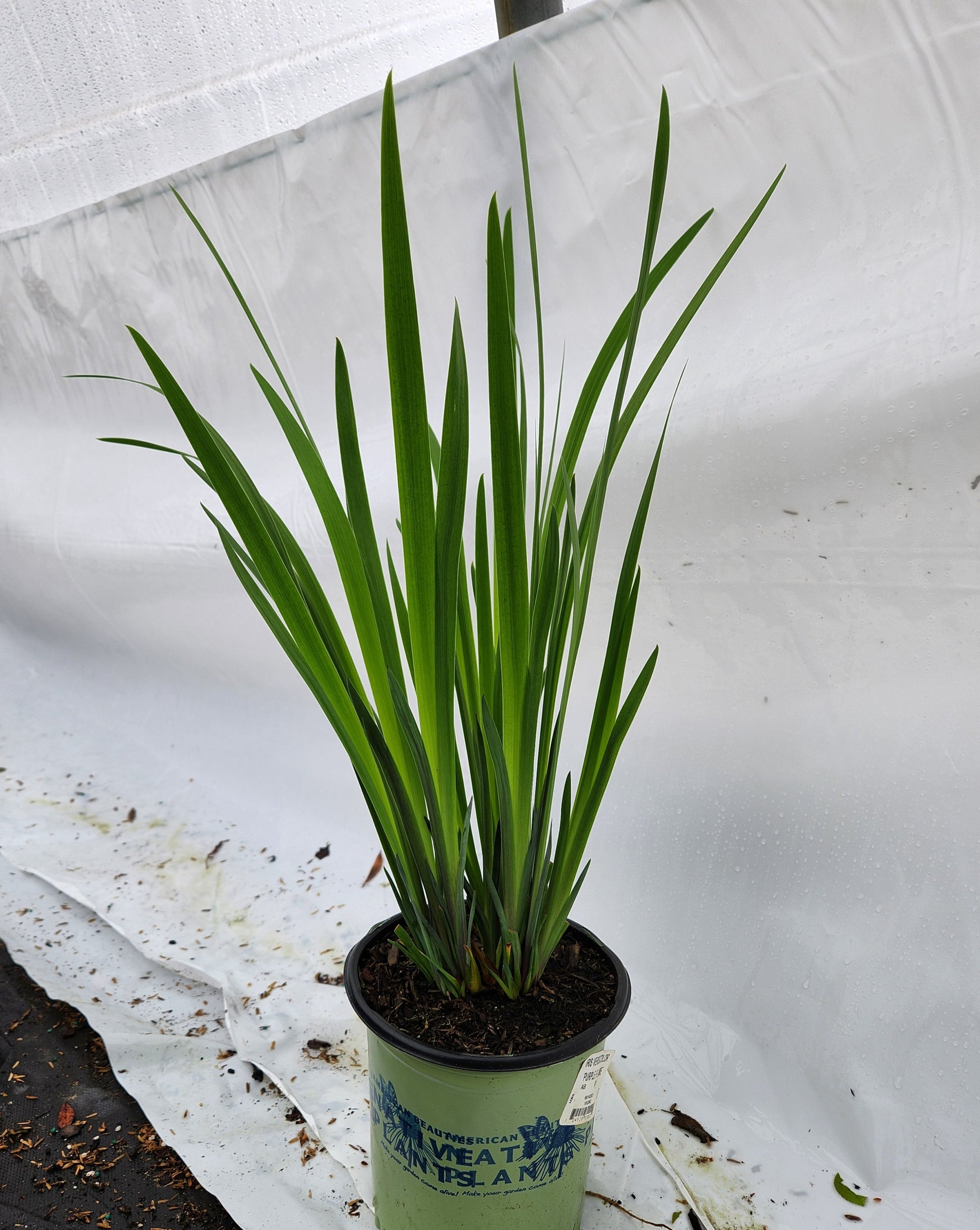 Healthy Purple Flame Northern Blueflag in branded pot