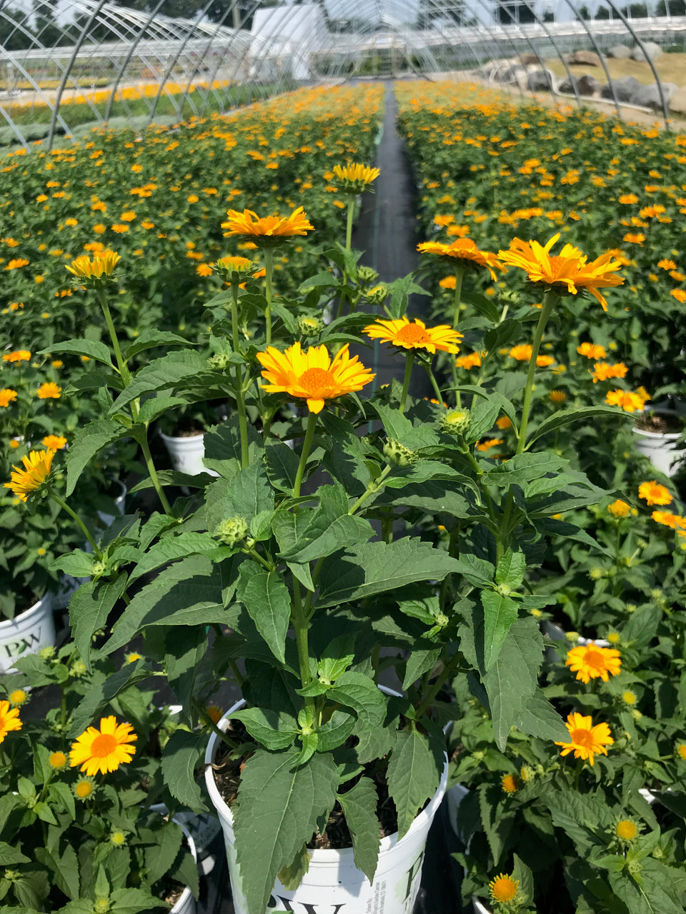 Heliopsis Tuscan Sun
