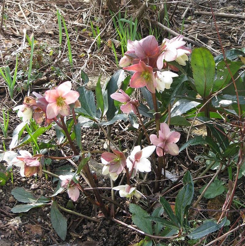 Ivory Prince Lenten Rose