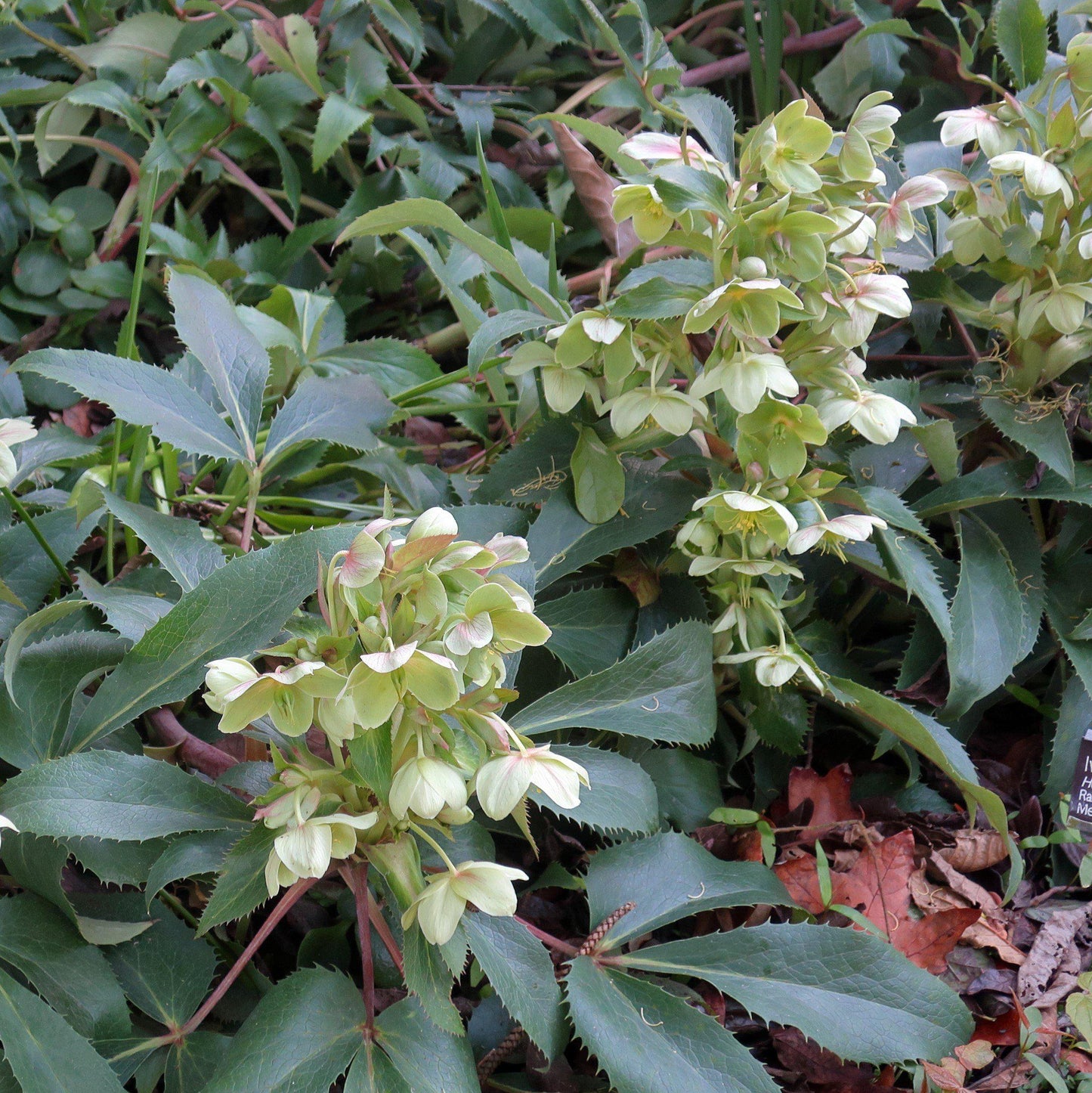 Ivory Prince Lenten Rose