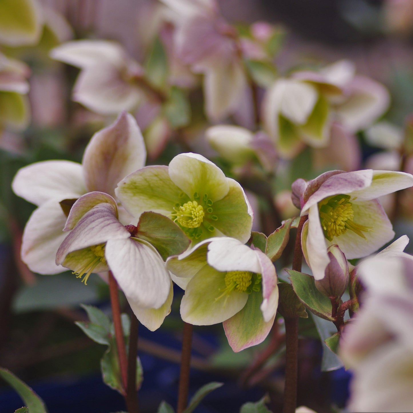 Ivory Prince Lenten Rose