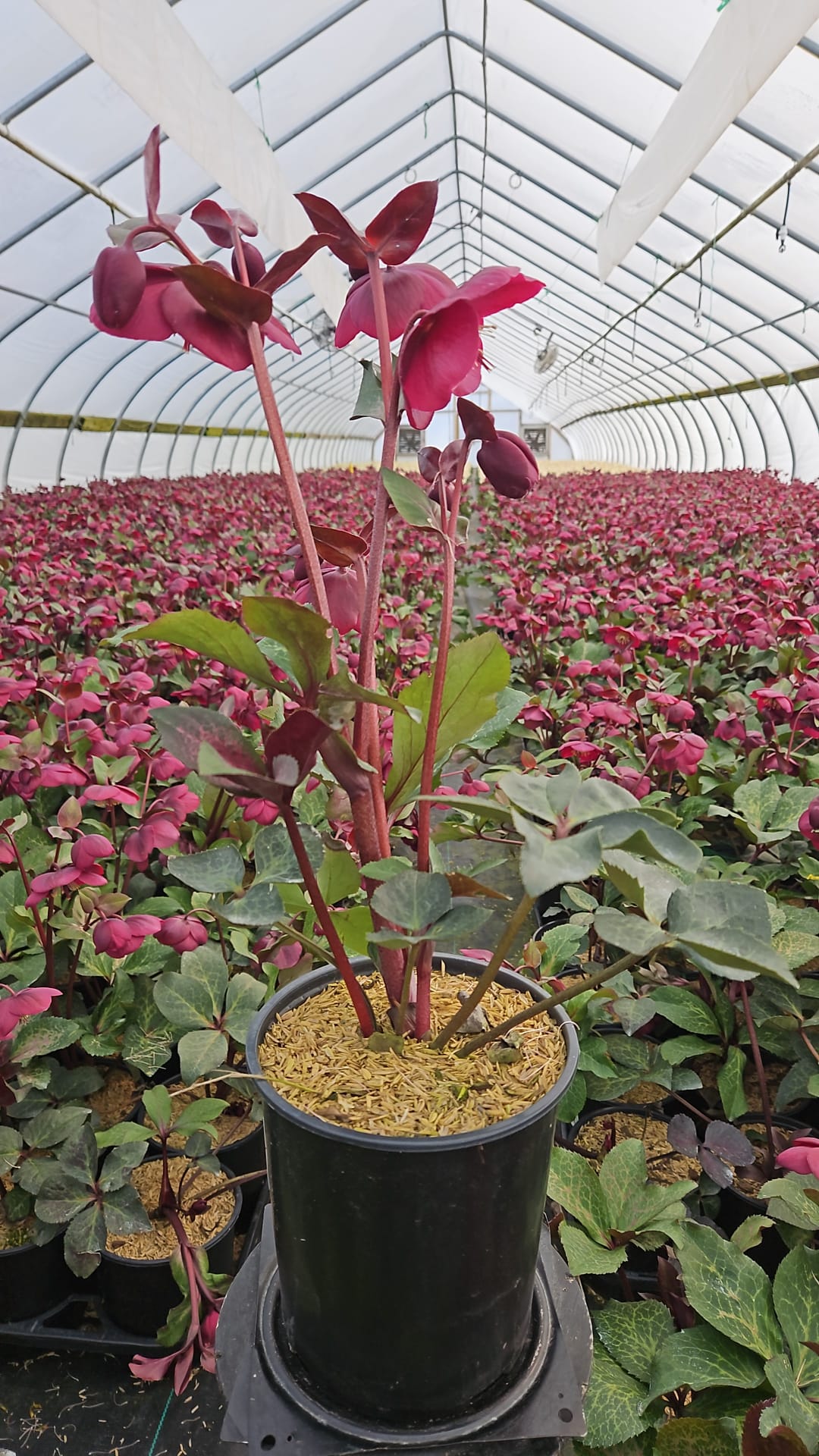 Helleborus Frostkiss® Annas Red