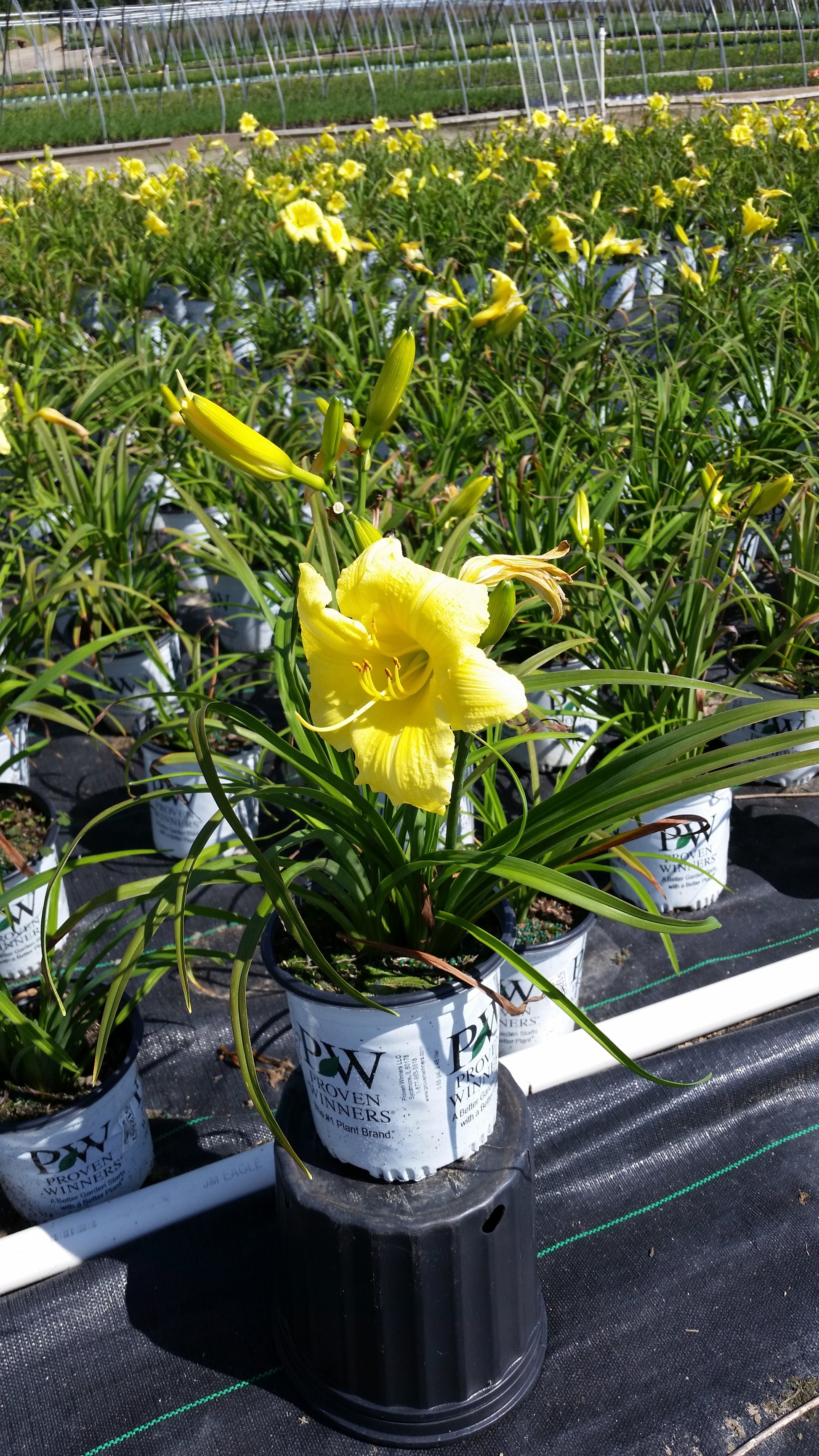 Hemerocallis Rainbow Rhythm® Going Bananas