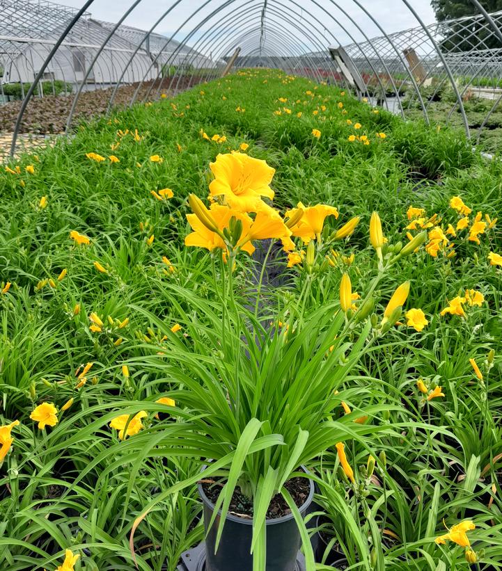 Hemerocallis Stella dOro