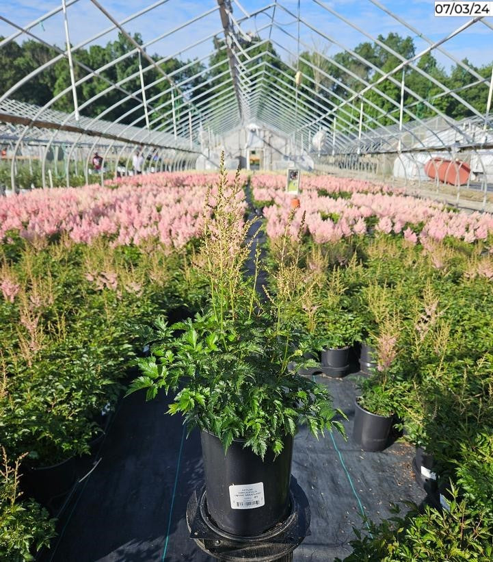 Hennie Graafland Astilbe in a nursery pot with light pink plumes and green foliage